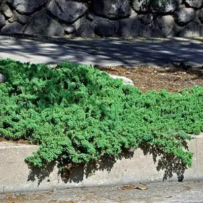 Можжевельник НАНА лежачий в Дзержинске