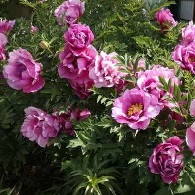 Пион ВРАТА ХРАМА древовидный  в Дзержинске