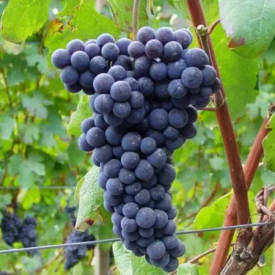 Виноград МУКУЗАНИ в Дзержинске