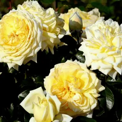 Роза НАДЯ МЕЙДИЛАНД почвопокровная в Дзержинске