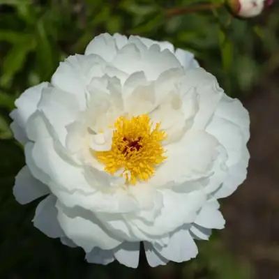 Пион МИСС АМЕРИКА травянистый в Дзержинске