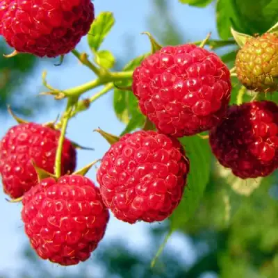 Малина МЕТЕОР в Дзержинске