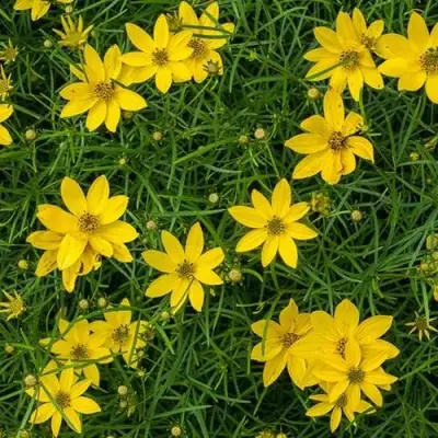 Кореопсис мутовчатый в Дзержинске