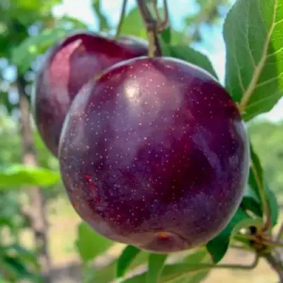 Слива АНЖЕЛИНО в Дзержинске