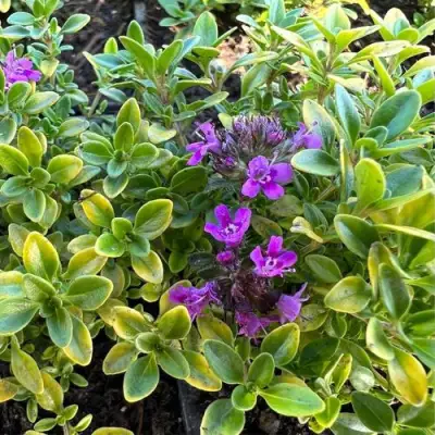 Тимьян АРЧЕРЗ ГОЛД в Дзержинске