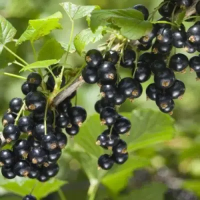 Смородина черная БЕН КОНАН в Дзержинске