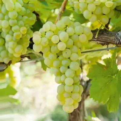 Виноград КИШМИШ МУСКАТНЫЙ в Дзержинске