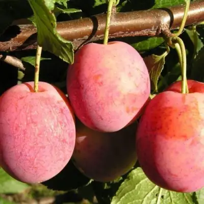 Слива ВИКТОРИЯ в Дзержинске