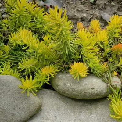 Очиток (седум) АНГЕЛИНА оттогнутый в Дзержинске