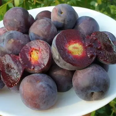 Сливово-вишневый гибрид МЕЙНОР в Дзержинске