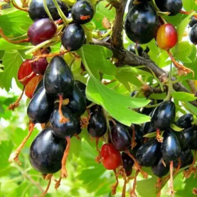 Смородина золотистая БОКАЛИНСКАЯ в Дзержинске