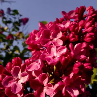 Сирень КРАСНАЯ МОСКВА в Дзержинске