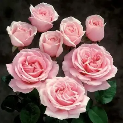 Роза ФРЕДЕРИК МИСТРАЛЬ чайно-гибридная в Дзержинске