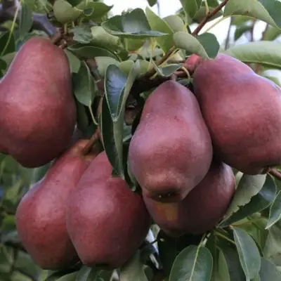 Груша РЕД ВИЛЬЯМС в Дзержинске