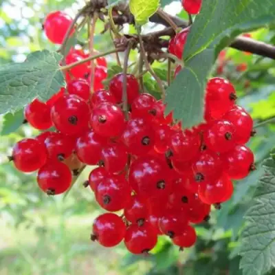 Смородина красная КРАСНАЯ АНДРЕЙЧЕНКО в Дзержинске