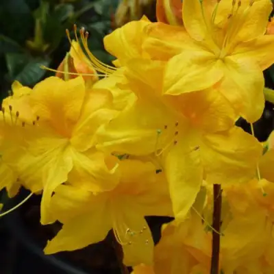 Азалия ЛИМЕТТА листопадная в Дзержинске