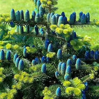 Пихта корейская  в Дзержинске