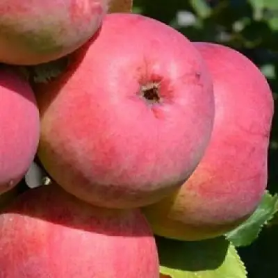 Яблоня ВЭМ-РОЗОВЫЙ в Дзержинске