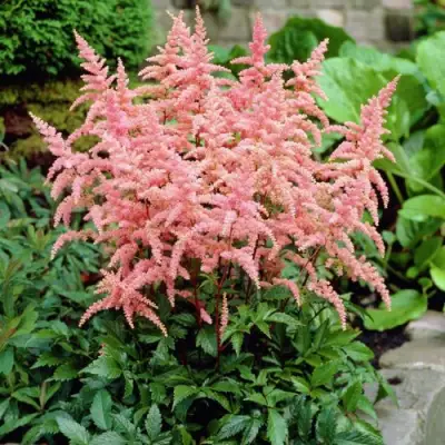 Астильба БРЕССИНГЕМ БЬЮТИ Арендса в Дзержинске