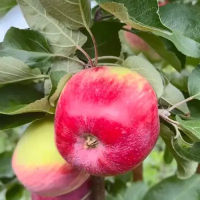 Яблоня АРБАТ колонновидная в Дзержинске