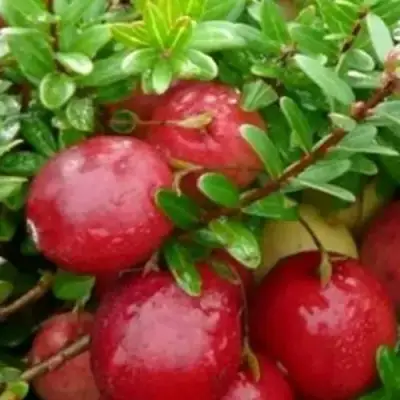 Клюква ХОЛЬШТАЙН в Дзержинске