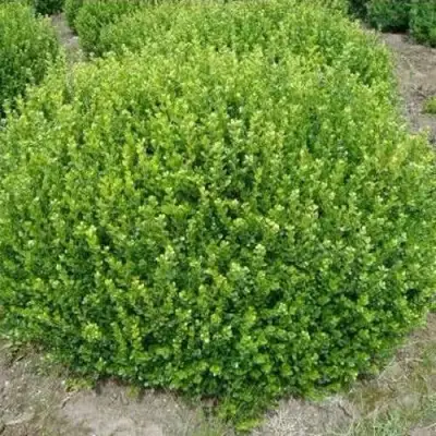 Самшит ФОЛКНЕР в Дзержинске