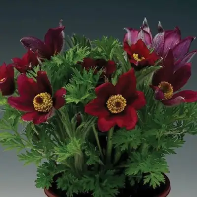 Прострел ПИНВИЛ РЕД ШЕЙДЕС в Дзержинске