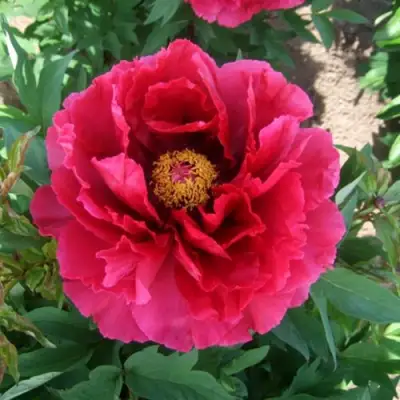 Пион КРАСНЫЙ ГИГАНТ древовидный в Дзержинске