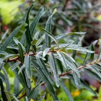 Облепиха АДАМ (МУЖСКАЯ) в Дзержинске