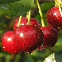 Дюк ПРЕВОСХОДНАЯ ВЕНЬЯМИНОВА в Дзержинске