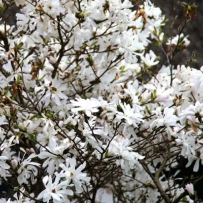 Магнолия СТЕЛЛАТА в Дзержинске