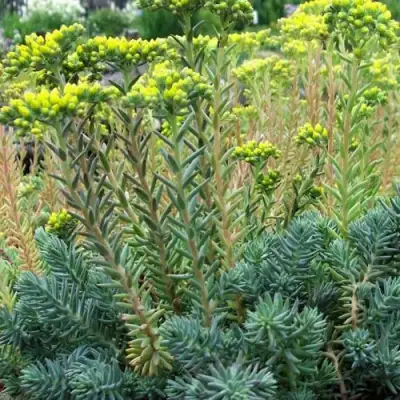 Очиток (седум) отогнутый в Дзержинске