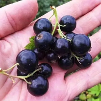 Смородина чёрная ГЕРКУЛЕС в Дзержинске