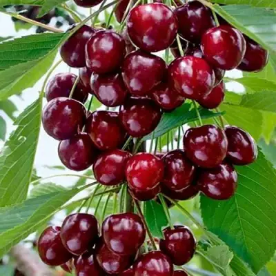 Черешня ХЕЛЕНА колоновидная в Дзержинске