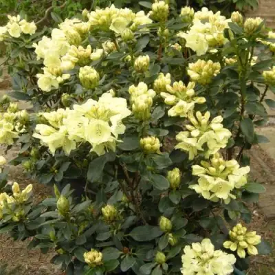 Рододендрон ГОЛДКРОН в Дзержинске