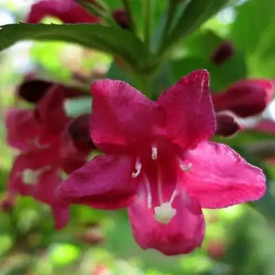 Вейгела БРИСТОЛЬ РУБИ в Дзержинске