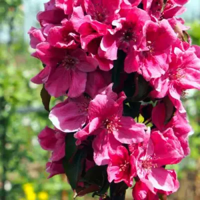 Яблоня МАЛИНОВОЕ ОЖЕРЕЛЬЕ колонновидная в Дзержинске