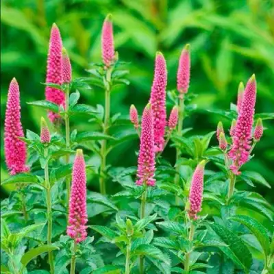 Вероника РОНИКА ФУКСИЯ в Дзержинске