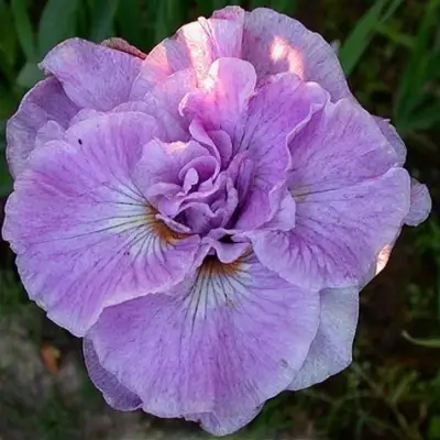 Ирис ИМПЕРИАЛ ОПАЛ сибирский в Дзержинске