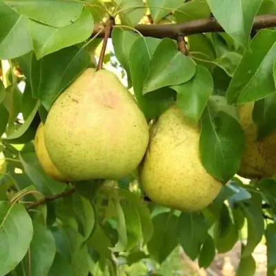 Груша ВЕЛИКАЯ ЛЕТНЯЯ (БОЛЬШАЯ ЛЕТНЯЯ) в Дзержинске