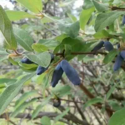 Жимолость съедобная ПУШКИНСКАЯ в Дзержинске