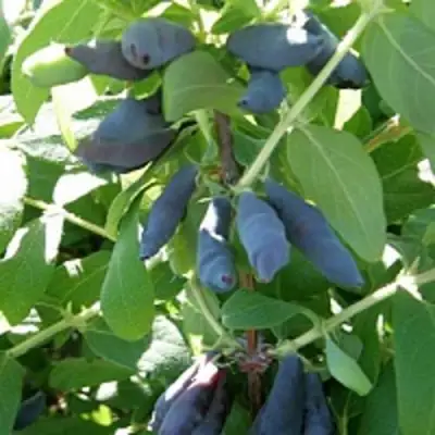 Жимолость съедобная НИМФА (ГАММА) в Дзержинске