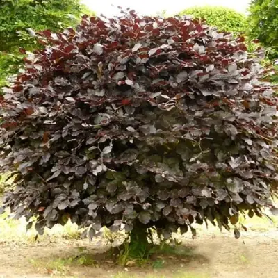 Бук лесной АТРОПУНИЦЕА в Дзержинске