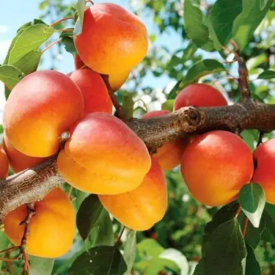 Абрикос ТРИУМФ СЕВЕРНЫЙ в Дзержинске