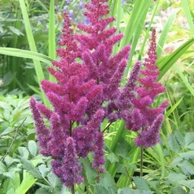 Астильба КАРАОКЕ ПАРТИ китайская в Дзержинске