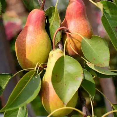 Груша РУССКАЯ КРАСАВИЦА (КРАСАВИЦА ЧЕРНЕНКО) в Дзержинске