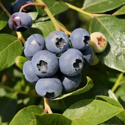 Голубика ШАНТЕКЛЕР в Дзержинске