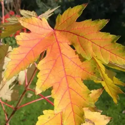 Клен серебристый в Дзержинске