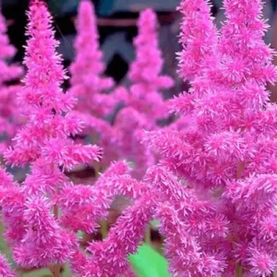 Астильба АМЕТИСТ Арендса в Дзержинске