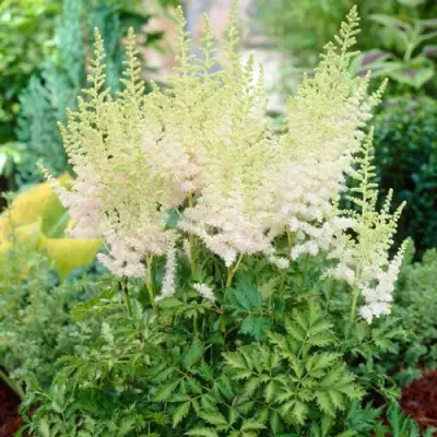 Астильба МИЛК ЭНД ХАНИ китайская в Дзержинске